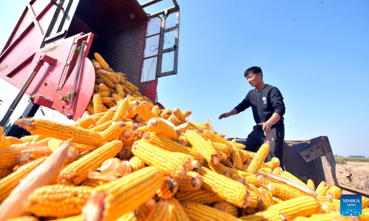 A farmer harvests corn in a field in Houlou Village, Liaocheng, east China's Shandong Province, Oct. 3, 2023. Photo:Xinhua