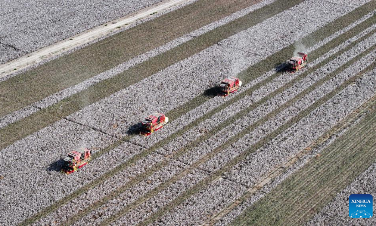 This aerial photo taken on Oct 12, 2023 shows farmers harvesting cotton in Korla, northwest China's Xinjiang Uygur Autonomous Region. Photo:Xinhua