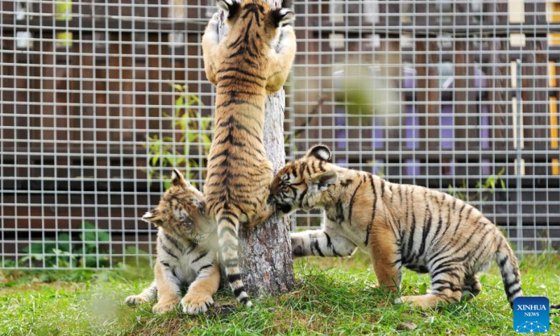 Siberian tiger cubs play at the Siberian Tiger Park in Hailin, northeast China's Heilongjiang Province, Oct. 1, 2023. The Siberian Tiger Park is one of three parks under the China Hengdaohezi Feline Breeding Center, the world's largest breeding center for Siberian tigers. The park now accommodates some 400 Siberian tigers.（Photo：Xinhua）