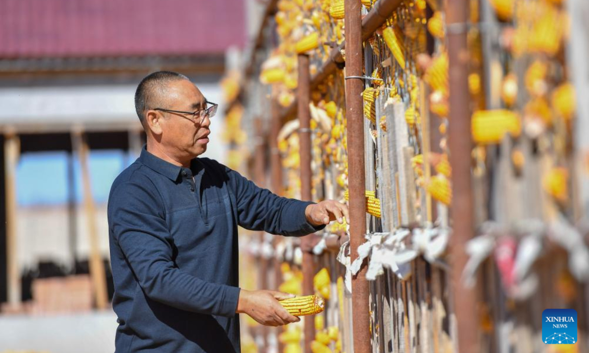 A farmer checks corn storage in Gongzhuling, northeast China's Jilin Province, Oct 19, 2023. China's Jilin Province is embracing the harvest season of this year. Photo:Xinhua