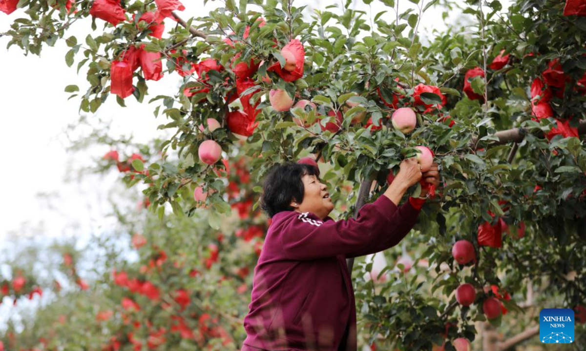 A farmer checks the growth of apples at an orchard in Houshan Village of Jingning County, northwest China's Gansu Province, Oct 2, 2023. Photo:Xinhua