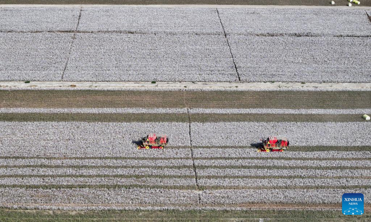 This aerial photo taken on Oct 12, 2023 shows farmers harvesting cotton in Korla, northwest China's Xinjiang Uygur Autonomous Region. Photo:Xinhua