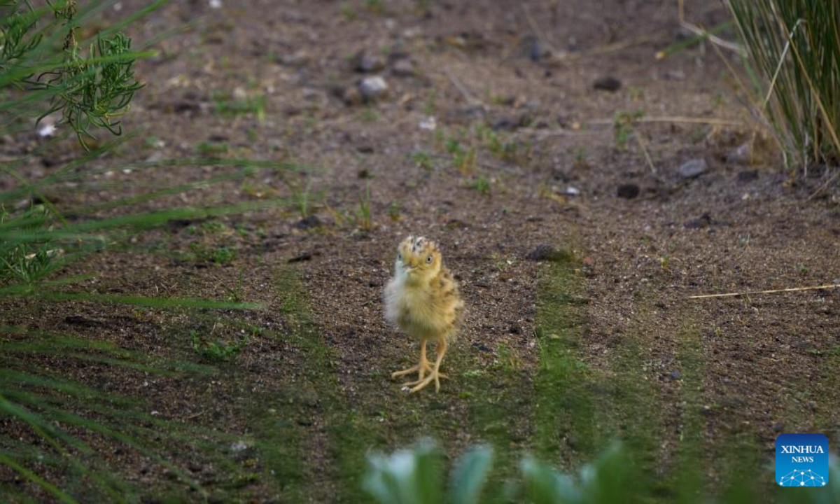 A plains-wanderer chick is seen at Werribee Open Range Zoo in Victoria, Australia, Sep 11, 2023. Australia's Werribee Open Range Zoo on Friday announced the birth of four plains-wanderer chicks, a species that is listed endangered in the International Union for Conservation of Nature (IUCN) Red List. Photo:Xinhua