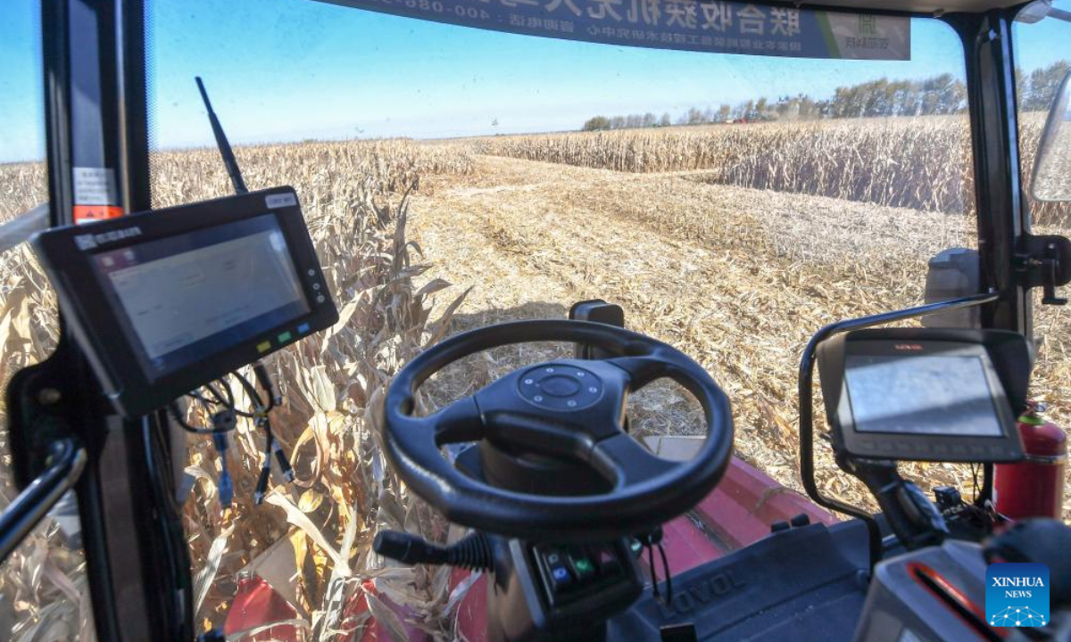 A driverless agricultural machine harvests corn at a farm in Gongzhuling, northeast China's Jilin Province, Oct 19, 2023. China's Jilin Province is embracing the harvest season of this year. Photo:Xinhua