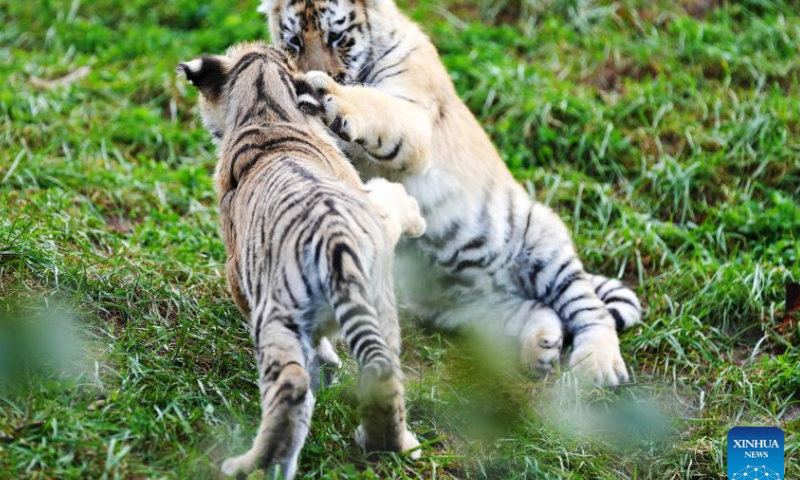 Siberian tiger cubs play at the Siberian Tiger Park in Hailin, northeast China's Heilongjiang Province, Oct. 1, 2023. The Siberian Tiger Park is one of three parks under the China Hengdaohezi Feline Breeding Center, the world's largest breeding center for Siberian tigers. The park now accommodates some 400 Siberian tigers. （Photo：Xinhua）