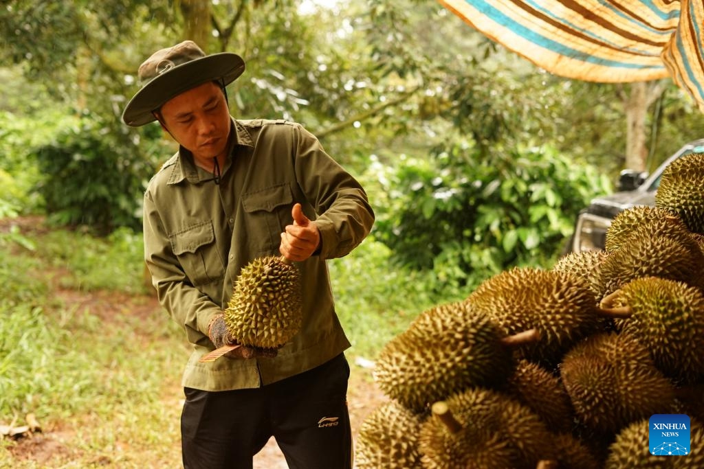 A farmer conducts preliminary cleaning for freshly harvested durians at a durian orchard in Dak Lak province, Vietnam, on Sept. 15, 2023. Dak Lak is a leading durian-growing province in the country. As the vast majority of durians sold in the Chinese market are imported from Southeast Asia, the king of fruits has emerged as a prominent symbol of the booming China-ASEAN cooperation and China's vast market potential.(Photo: Xinhua)