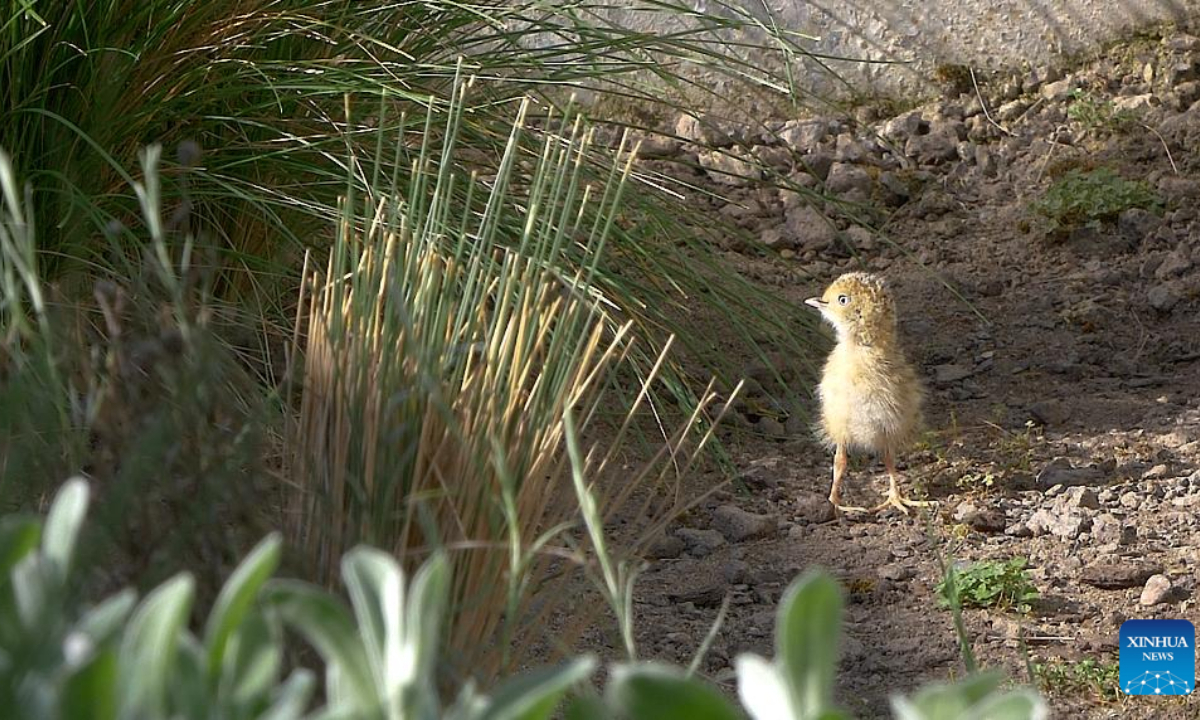 A plains-wanderer chick is seen at Werribee Open Range Zoo in Victoria, Australia, Sep 11, 2023. Australia's Werribee Open Range Zoo on Friday announced the birth of four plains-wanderer chicks, a species that is listed endangered in the International Union for Conservation of Nature (IUCN) Red List. Photo:Xinhua