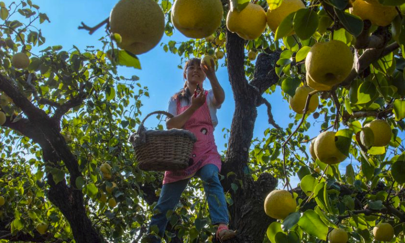 A worker picks pears in Dangshan County, east China's Anhui Province, Sept. 20, 2023. The sixth Chinese farmers' harvest festival was observed on Saturday across China. (Photo by Cui Meng/Xinhua)