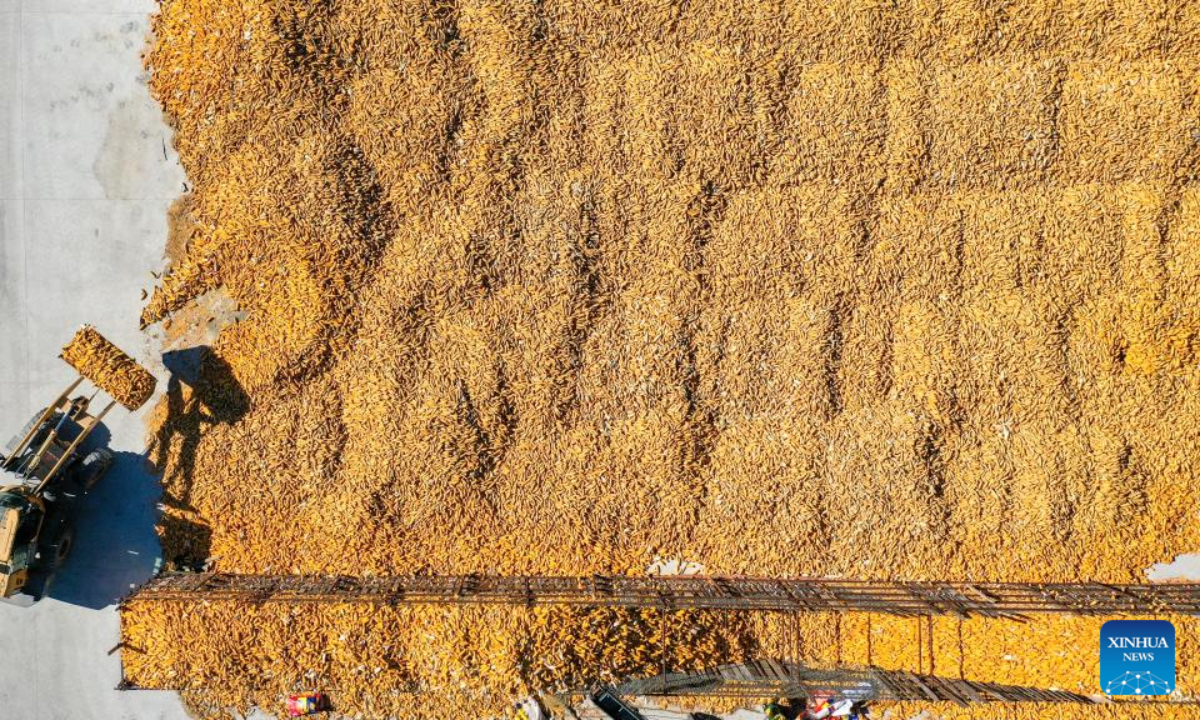 This aerial photo taken on Oct 19, 2023 shows a farmer transferring harvested corn in Gongzhuling, northeast China's Jilin Province. China's Jilin Province is embracing the harvest season of this year. Photo:Xinhua