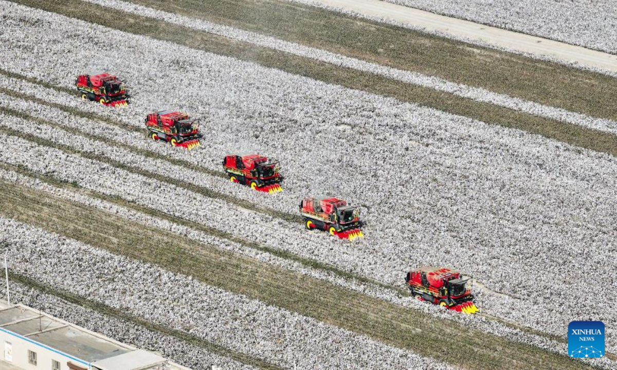 This aerial photo taken on Oct 12, 2023 shows farmers harvesting cotton in Korla, northwest China's Xinjiang Uygur Autonomous Region. Photo:Xinhua