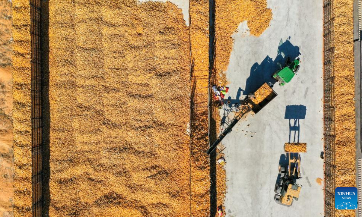 This aerial photo taken on Oct 19, 2023 shows farmers transferring harvested corn in Gongzhuling, northeast China's Jilin Province. China's Jilin Province is embracing the harvest season of this year. Photo:Xinhua