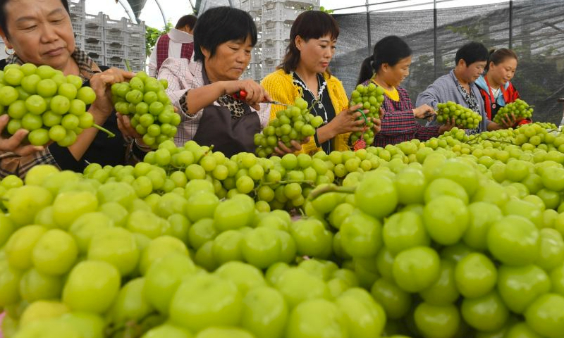 Farmers process newly-picked grapes in Beiling Town of Xiayi County, central China's Henan Province, Sept. 23, 2023. The sixth Chinese farmers' harvest festival was observed on Saturday across China. (Photo by Miao Yucai/Xinhua)