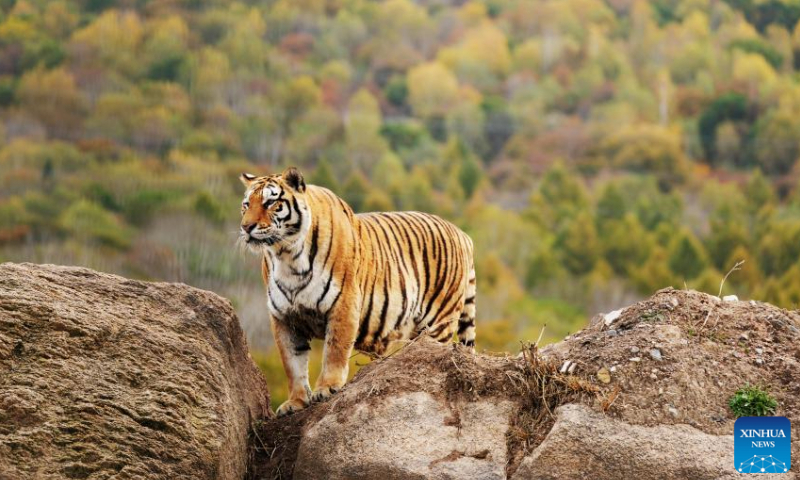 A Siberian tiger is seen at the Siberian Tiger Park in Hailin, northeast China's Heilongjiang Province, Oct. 1, 2023. The Siberian Tiger Park is one of three parks under the China Hengdaohezi Feline Breeding Center, the world's largest breeding center for Siberian tigers. The park now accommodates some 400 Siberian tigers（Photo：Xinhua）