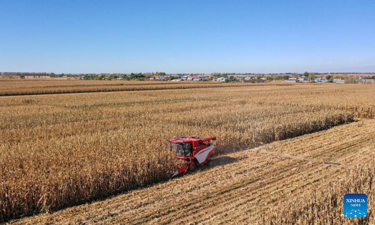 This aerial photo taken on Oct 19, 2023 shows a driverless agricultural machine harvesting corn at a farm in Gongzhuling, northeast China's Jilin Province. China's Jilin Province is embracing the harvest season of this year. Photo:Xinhua