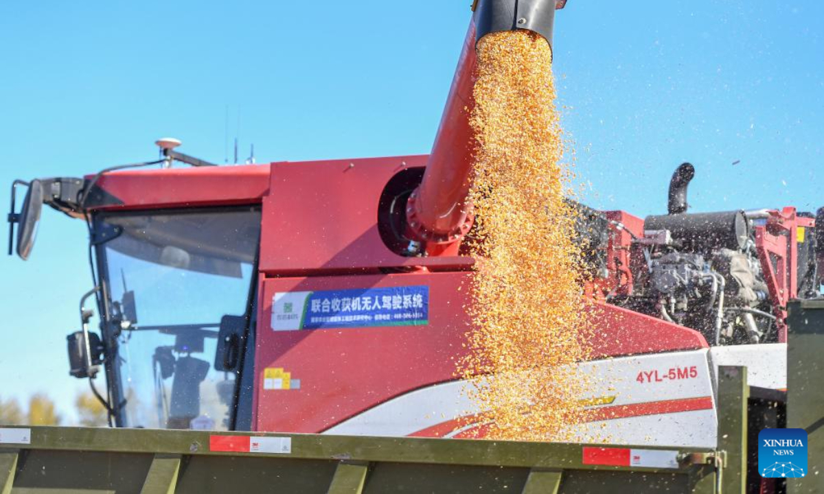 A driverless agricultural machine puts harvested corn into a tractor at a farm in Gongzhuling, northeast China's Jilin Province, Oct 19, 2023. China's Jilin Province is embracing the harvest season of this year. Photo:Xinhua