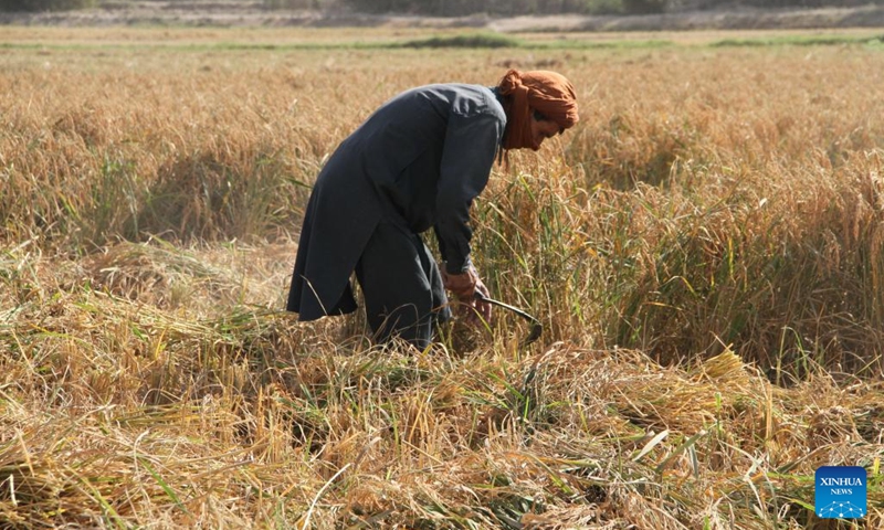 A farmer harvests rice in Kunduz province, Afghanistan, Sept. 20, 2023.(Photo: Xinhua)