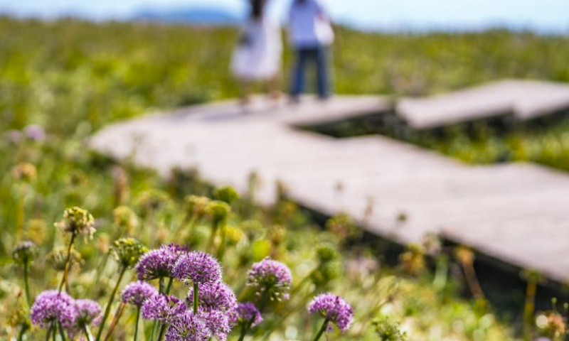 Tourists enjoy the scenery of a scenic area with blooming leek flowers in Dawan Township of Liupanshui City, southwest China's Guizhou Province, Sept. 22, 2023. (Xinhua/Tao Liang)