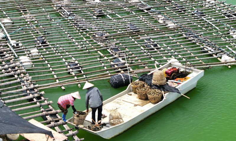 This aerial photo taken on Oct. 4, 2023 shows farmers harvesting oysters in Qinzhou, south China's Guangxi Zhuang Autonomous Region. (Xinhua/Zhou Hua)