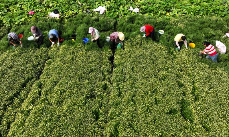 This aerial photo taken on Oct. 4, 2023 shows farmers picking chrysanthemums in Donghong Village of Yancheng, east China's Jiangsu Province. (Photo by Wang Chun/Xinhua)