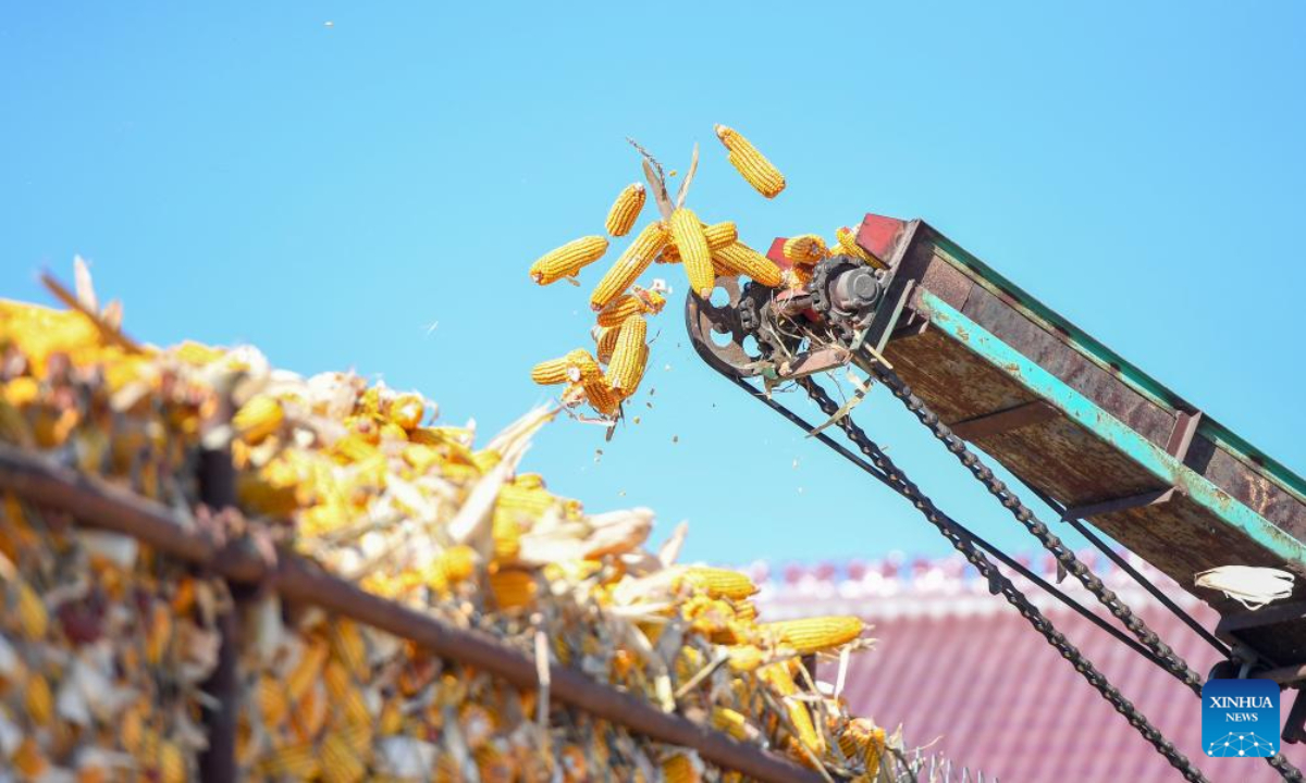 Harvested corn are transferred in Gongzhuling, northeast China's Jilin Province, Oct 19, 2023. China's Jilin Province is embracing the harvest season of this year. Photo:Xinhua