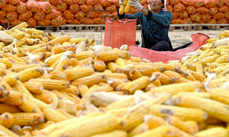 A farmer bags corn for airing in Guangping County of Handan, north China's Hebei Province, Oct. 4, 2023. (Photo by Hao Qunying/Xinhua)