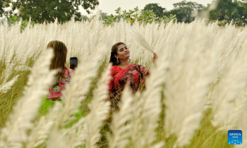 A woman poses for photos with Kans Grass flowers in Dhaka, Bangladesh on Sept. 28, 2023. (Xinhua)