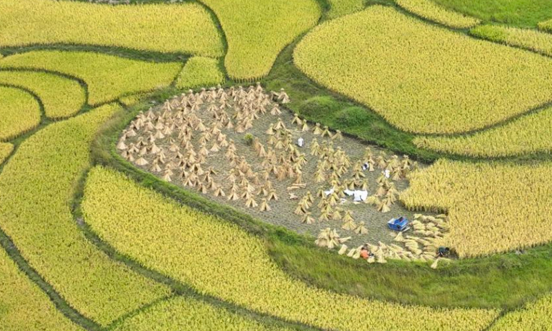 In this aerial photo, farmers harvest rice in a paddy field in Pingzhai Village of Huaxi District, Guiyang, southwest China's Guizhou Province, Sept. 23, 2023. The sixth Chinese farmers' harvest festival was observed on Saturday across China. (Photo by Wang Bo/Xinhua)