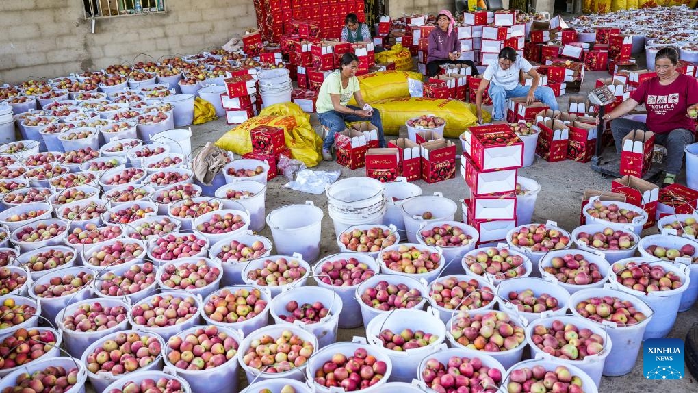 Villagers pack apples in Xiejia Village in Weining Yi-Hui-Miao Autonomous County, southwest China's Guizhou Province, Sept. 20, 2023. Local farmers are busy picking and packing apples in the harvest season to meet the market demand.(Photo: Xinhua)