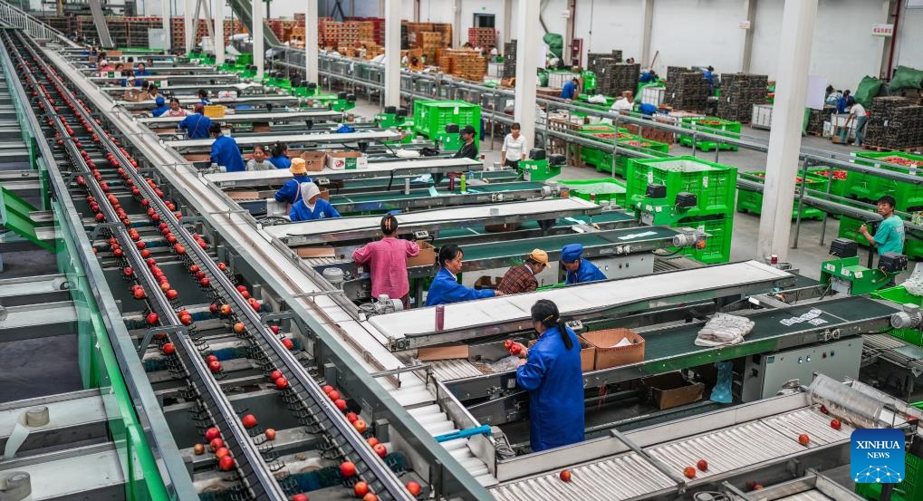 Workers sort apples at a fruit factory in Xiejia Village in Weining Yi-Hui-Miao Autonomous County, southwest China's Guizhou Province, Sept. 20, 2023. Local farmers are busy picking and packing apples in the harvest season to meet the market demand.(Photo: Xinhua)