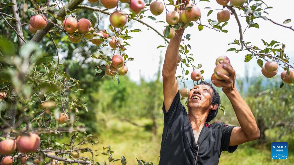 A villager harvests apples in Xiejia Village in Weining Yi-Hui-Miao Autonomous County, southwest China's Guizhou Province, Sept. 20, 2023. Local farmers are busy picking and packing apples in the harvest season to meet the market demand.(Photo: Xinhua)