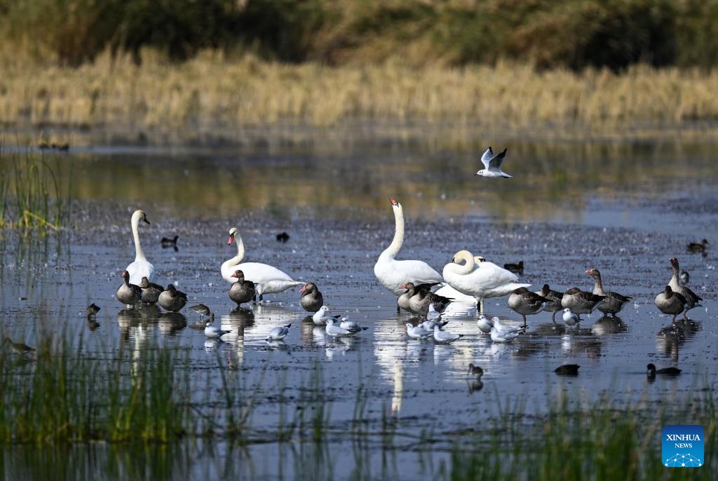 Mute swans and fledglings forage on the Ulan Suhai Lake in Bayannur, north China's Inner Mongolia Autonomous Region, Sept. 24, 2023. Located at the apex of the meandering bends of the Yellow River, Ulan Suhai Lake, also known as Wuliangsu Lake, is the biggest lake wetland of the Yellow River basin. With continuous efforts on integrated protection and systematic management, the ecological environment of the Ulan Suhai Lake has been greatly improved in recent years.(Photo: Xinhua)