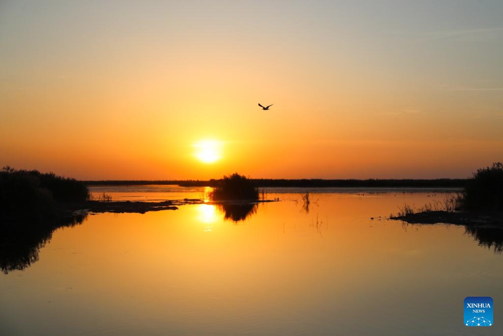 This photo taken on Sept. 13, 2023 shows the sunset scenery at the Ulan Suhai Lake in Bayannur, north China's Inner Mongolia Autonomous Region. Located at the apex of the meandering bends of the Yellow River, Ulan Suhai Lake, also known as Wuliangsu Lake, is the biggest lake wetland of the Yellow River basin. With continuous efforts on integrated protection and systematic management, the ecological environment of the Ulan Suhai Lake has been greatly improved in recent years.(Photo: Xinhua)