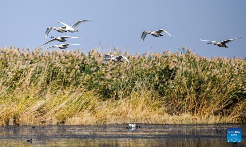 Mute swans and fledglings fly above the Ulan Suhai Lake in Bayannur, north China's Inner Mongolia Autonomous Region, Sept. 24, 2023. Located at the apex of the meandering bends of the Yellow River, Ulan Suhai Lake, also known as Wuliangsu Lake, is the biggest lake wetland of the Yellow River basin. With continuous efforts on integrated protection and systematic management, the ecological environment of the Ulan Suhai Lake has been greatly improved in recent years.(Photo: Xinhua)