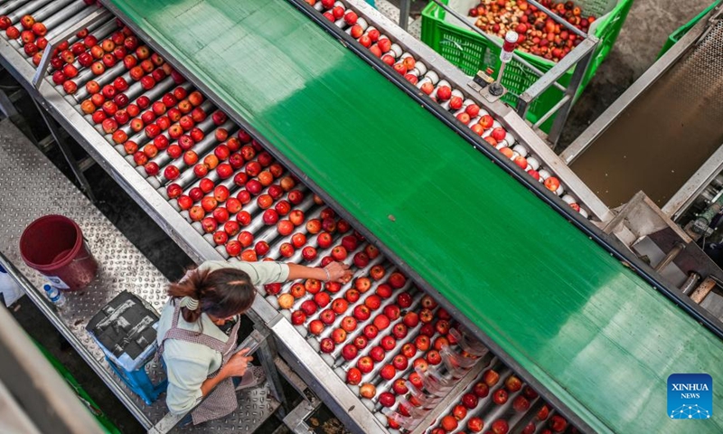 A worker sorts apples at a fruit factory in Xiejia Village in Weining Yi-Hui-Miao Autonomous County, southwest China's Guizhou Province, Sept. 20, 2023. Local farmers are busy picking and packing apples in the harvest season to meet the market demand.(Photo: Xinhua)