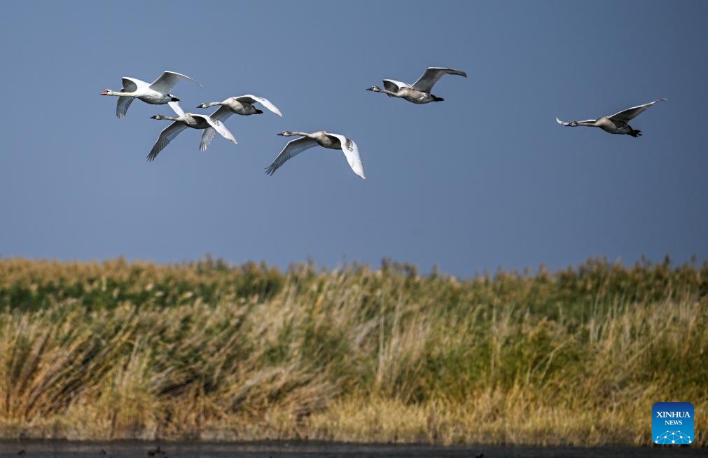 Mute swans and fledglings fly above the Ulan Suhai Lake in Bayannur, north China's Inner Mongolia Autonomous Region, Sept. 24, 2023. Located at the apex of the meandering bends of the Yellow River, Ulan Suhai Lake, also known as Wuliangsu Lake, is the biggest lake wetland of the Yellow River basin. With continuous efforts on integrated protection and systematic management, the ecological environment of the Ulan Suhai Lake has been greatly improved in recent years.(Photo: Xinhua)