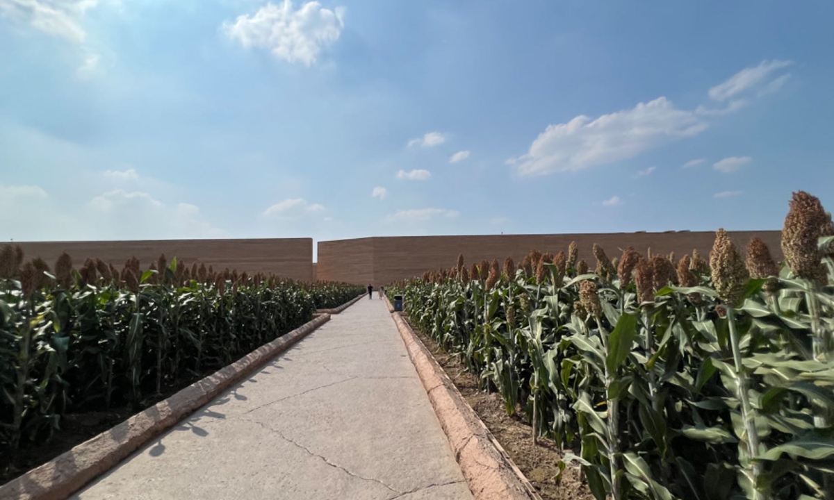 Sorghum fields which spans an area of 60,000 square at the gate of the Unique Henan - Land of Drama in Zhengzhou, Central China's Henan Province meters Photo:Lou Kang/GT