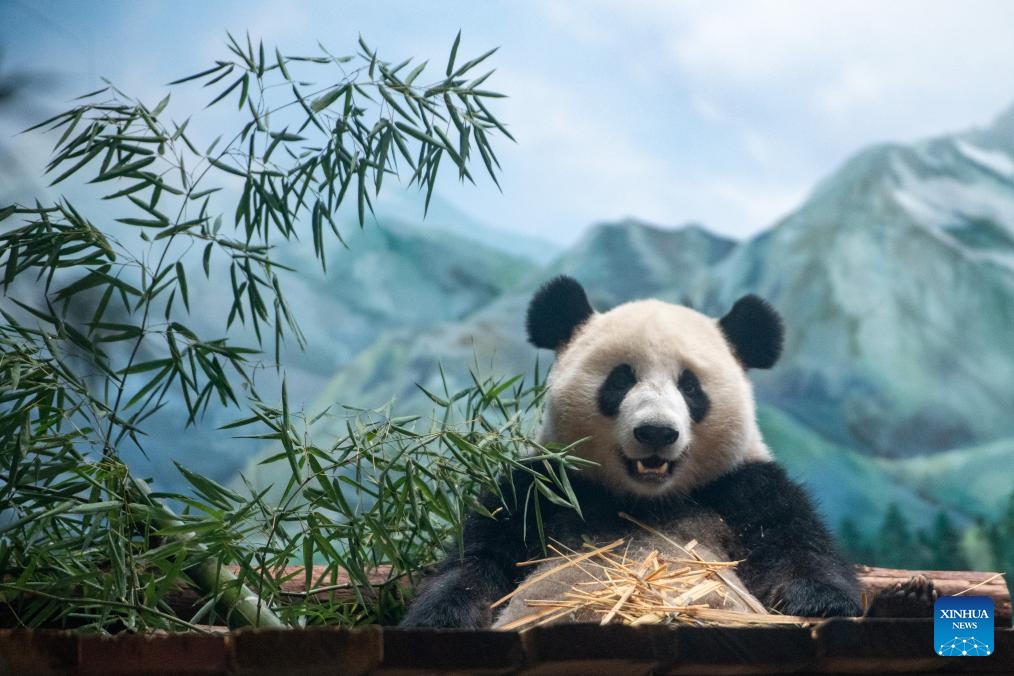 This photo taken on Sept. 26, 2023 shows giant panda Mengmeng at the Wuhan Zoo in Wuhan, central China's Hubei Province. Two giant pandas arrived at the zoo on Sept. 9. The pandas, hailing from the China Conservation and Research Center for the Giant Panda in southwest China's Sichuan Province, represent a significant addition to the zoo's family.(Photo: Xinhua)