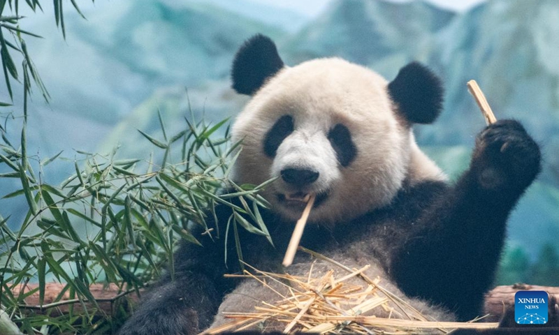 This photo taken on Sept. 26, 2023 shows giant panda Mengmeng at the Wuhan Zoo in Wuhan, central China's Hubei Province. Two giant pandas arrived at the zoo on Sept. 9. The pandas, hailing from the China Conservation and Research Center for the Giant Panda in southwest China's Sichuan Province, represent a significant addition to the zoo's family.(Photo: Xinhua)