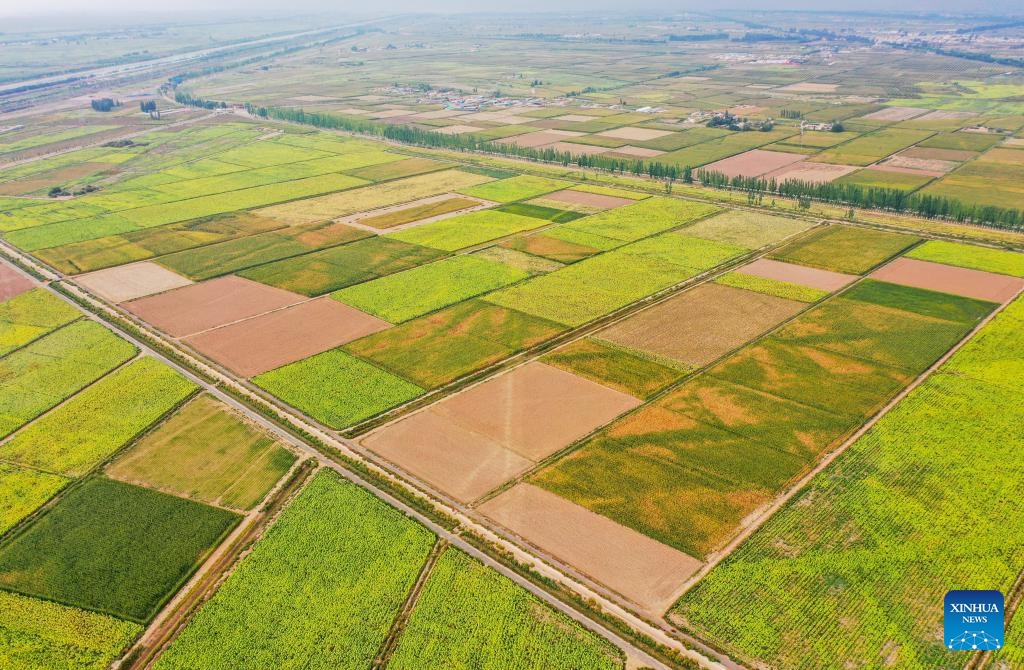 This aerial photo taken on Sept. 14, 2023 shows fields which use a drip irrigation system in Linhe District of Bayannur, north China's Inner Mongolia Autonomous Region. The Hetao Irrigation Area, located in Bayannur, north China's Inner Mongolia Autonomous Region, has been diverting water from the Yellow River for irrigate since the Qin Dynasty (221 B.C.-206 B.C.). The current irrigation area stands at 11.54 million mu.(Photo: Xinhua)