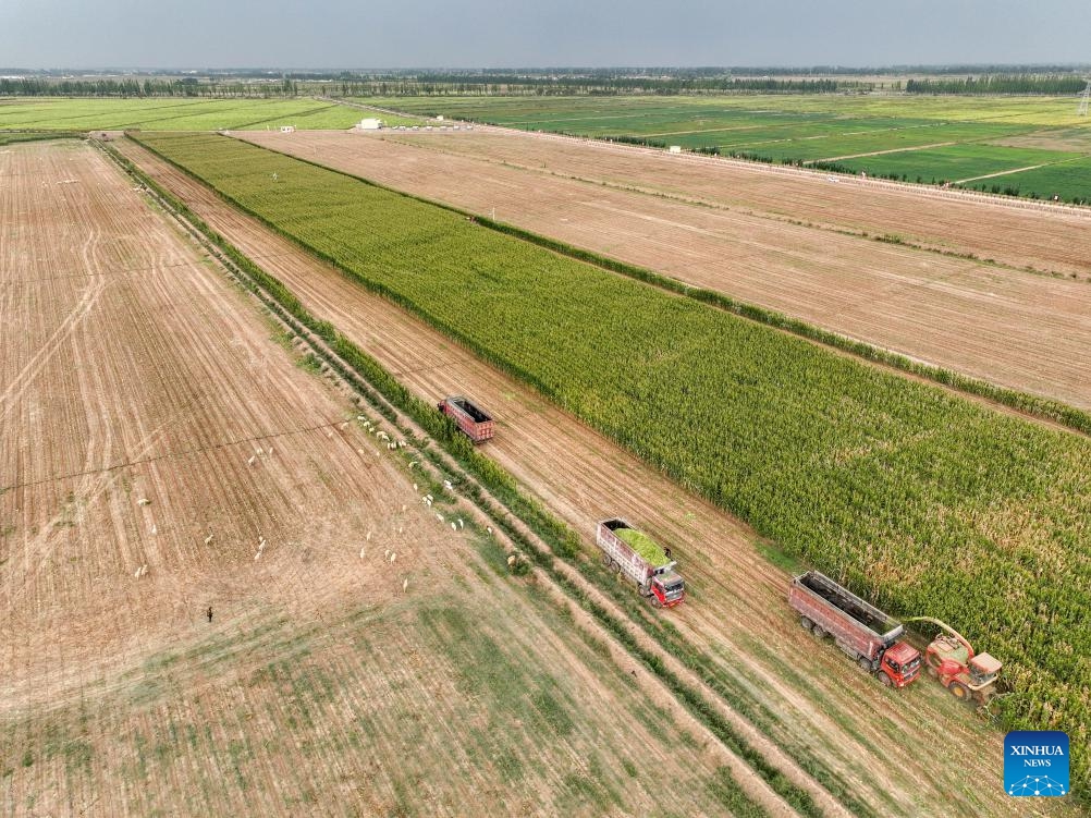 This aerial photo taken on Sept. 14, 2023 shows farmers operating harvesters to reap corn crops in Linhe District of Bayannur, north China's Inner Mongolia Autonomous Region. The Hetao Irrigation Area, located in Bayannur, north China's Inner Mongolia Autonomous Region, has been diverting water from the Yellow River for irrigate since the Qin Dynasty (221 B.C.-206 B.C.). The current irrigation area stands at 11.54 million mu.(Photo: Xinhua)