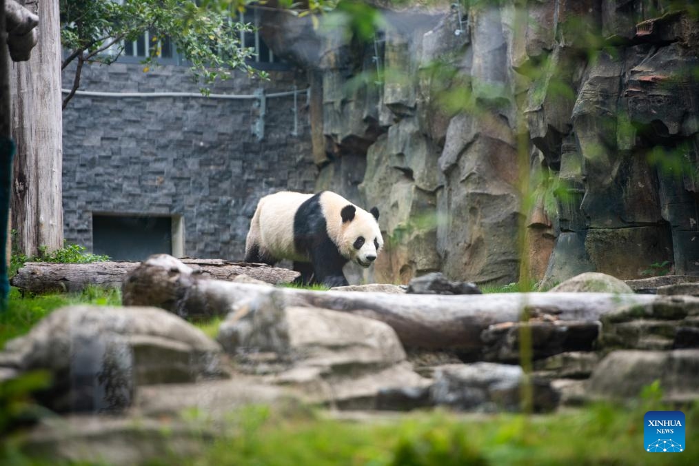 This photo taken on Sept. 26, 2023 shows giant panda Wulin at the Wuhan Zoo in Wuhan, central China's Hubei Province. Two giant pandas arrived at the zoo on Sept. 9. The pandas, hailing from the China Conservation and Research Center for the Giant Panda in southwest China's Sichuan Province, represent a significant addition to the zoo's family.(Photo: Xinhua)