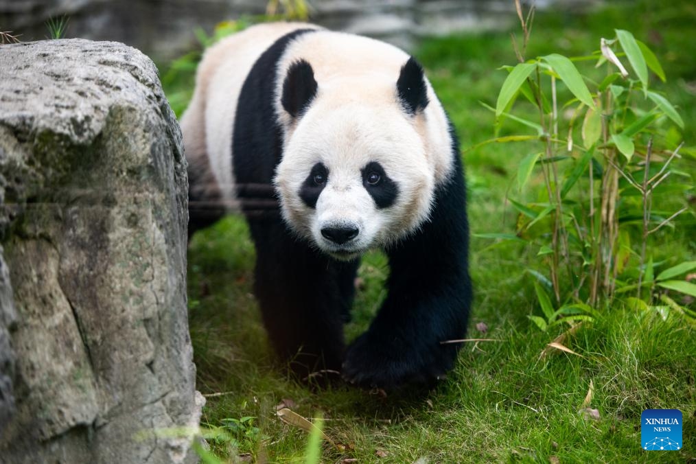 This photo taken on Sept. 26, 2023 shows giant panda Wulin at the Wuhan Zoo in Wuhan, central China's Hubei Province. Two giant pandas arrived at the zoo on Sept. 9. The pandas, hailing from the China Conservation and Research Center for the Giant Panda in southwest China's Sichuan Province, represent a significant addition to the zoo's family.(Photo: Xinhua)