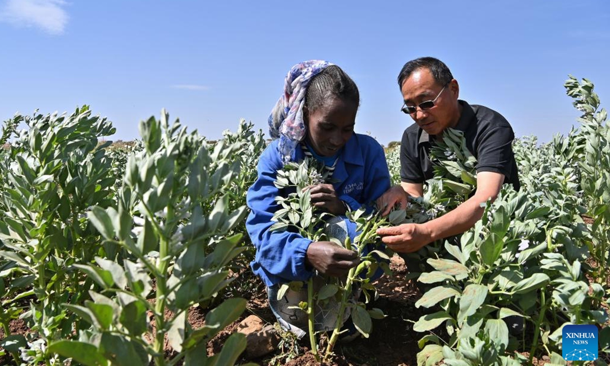 Legume crop expert Liu Yunmin (R) instructs a local farmer on field management of broad beans at a demonstration orchard of agricultural technical assistance, in Asmara, Eritrea, Sept. 27, 2023. (Xinhua/Han Xu)