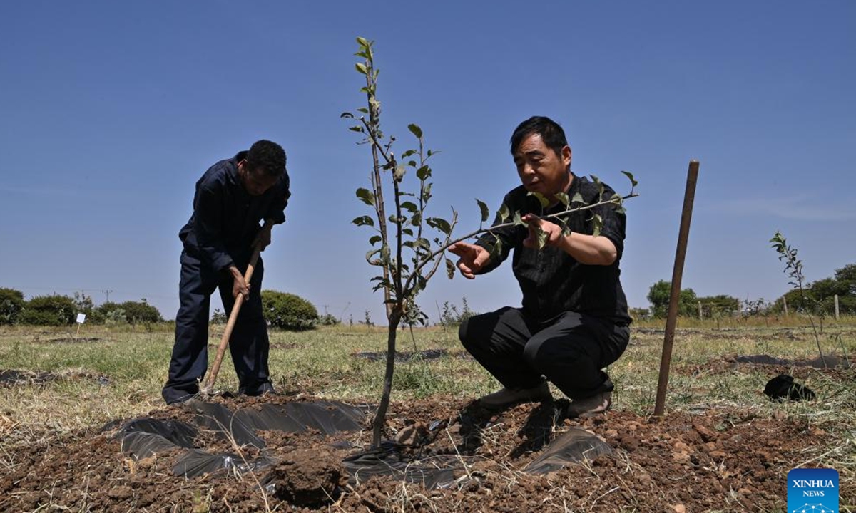 Fruit crop expert Wang Li (R) works with a local farmer on field management of apple saplings at a demonstration orchard of agricultural technical assistance, in Asmara, Eritrea, Sept. 27, 2023. (Xinhua/Han Xu)