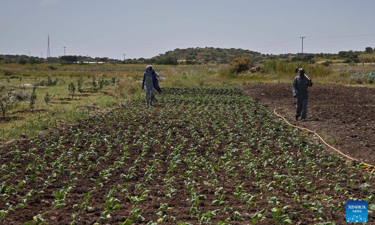 Local farmers work at a demonstration orchard of agricultural technical assistance, in Asmara, Eritrea, Sept. 27, 2023. (Xinhua/Han Xu)