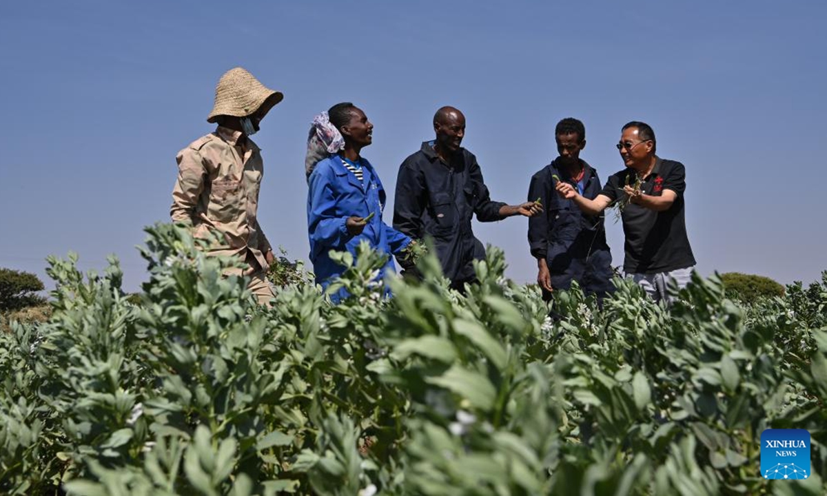 Legume crop expert Liu Yunmin (1st R) communicates with local farmers at a demonstration orchard of agricultural technical assistance, in Asmara, Eritrea, Sept. 27, 2023 (Xinhua/Han Xu)