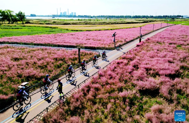 People cycle past a grassland of Gengjing Wetland in Dongying City, east China's Shandong Province, Oct. 1, 2023. People across the country enjoy themselves in various way on the first day of the National Day holiday. (Photo by Liu Zhifeng/Xinhua)