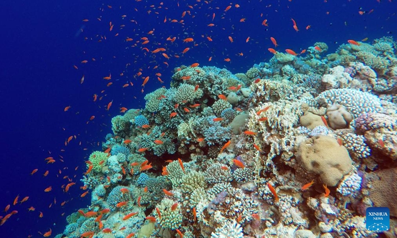 View of corals in Blue Hole in Egypt - Global Times