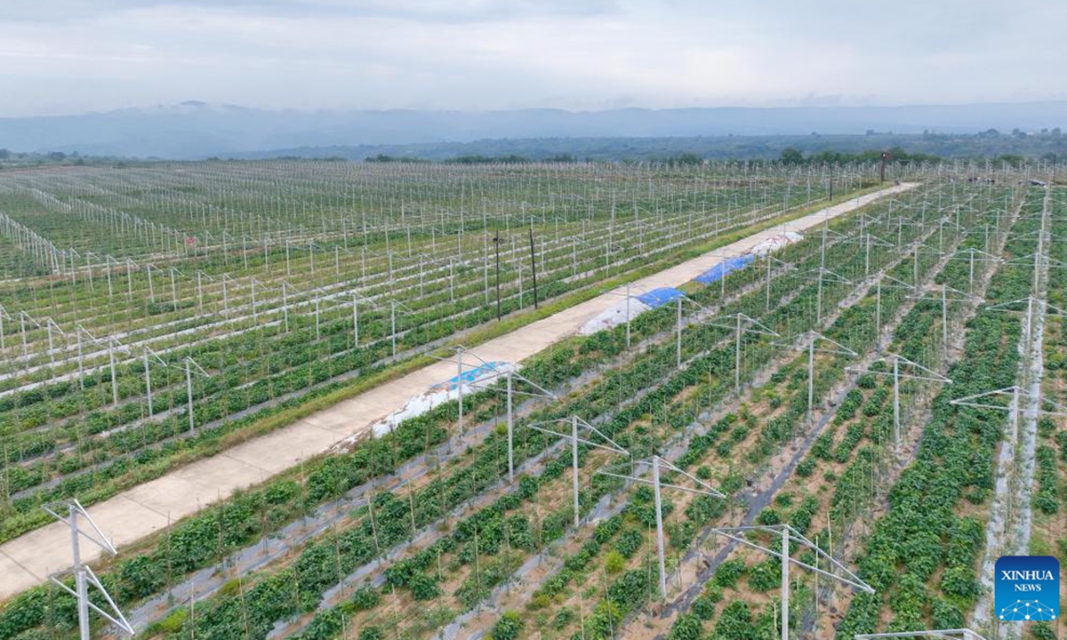 This aerial photo taken on Sept. 27, 2023 shows an apple orchard in Beichi Village of Yichuan County, northwest China's Shaanxi Province. The 20,000 hectares of apples in Yichuan County have recently entered the harvest season. (Xinhua/Xing Guangli)






