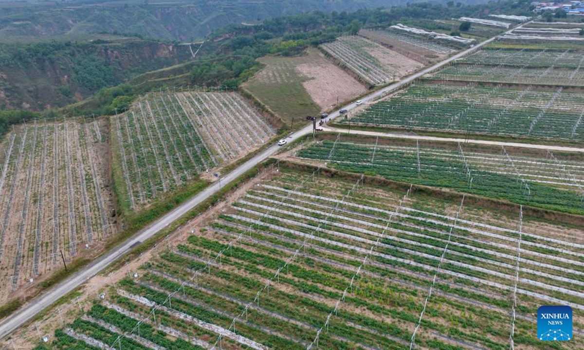 This photo taken on Sept. 27, 2023 shows an apple orchard in Mengjiayuan Village of Yichuan County, northwest China's Shaanxi Province. The 20,000 hectares of apples in Yichuan County have recently entered the harvest season. (Xinhua/Shao Rui)





